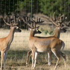 bucks