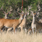 bucks 3
