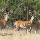 bucks 4