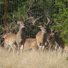 bucks 5