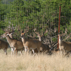 bucks 6