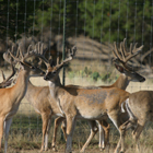 bucks 7