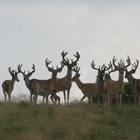 Big Boys silhouette