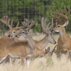texas whitetail