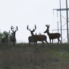 texas
