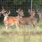 white tail
