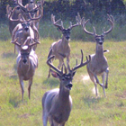 running bucks