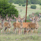 whitetail giants