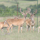 big texas bucks