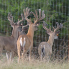 whitetails