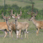 superior bucks