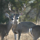 big antlers