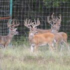 TX whitetails