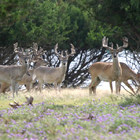 big deer