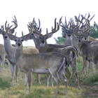 herd of whitetail bucks