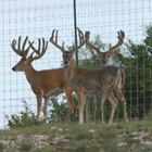 texas deer