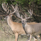 whitetail champions