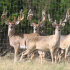 superior whitetail bucks