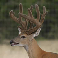 Teak