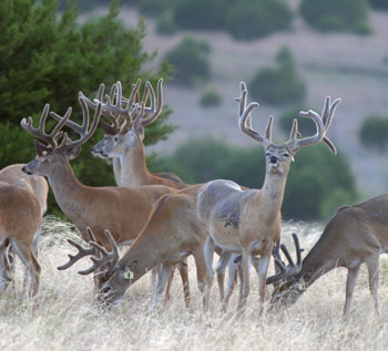texas whitetails
