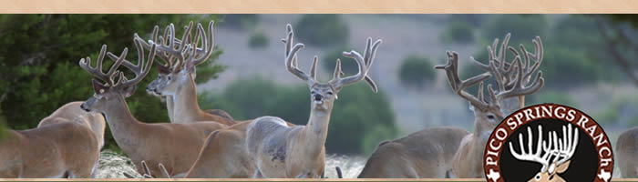 Current Breeders_ Superior Texas Whitetails