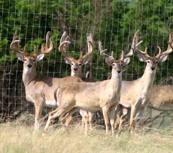 trophy bucks at pico ranch